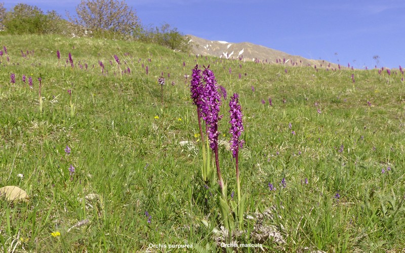 Le orchidee di Cardito, splendide praterie tra il reatino e laquilano.